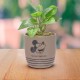 Plante en Pot Mickey Mouse Disney avec Déco Galets